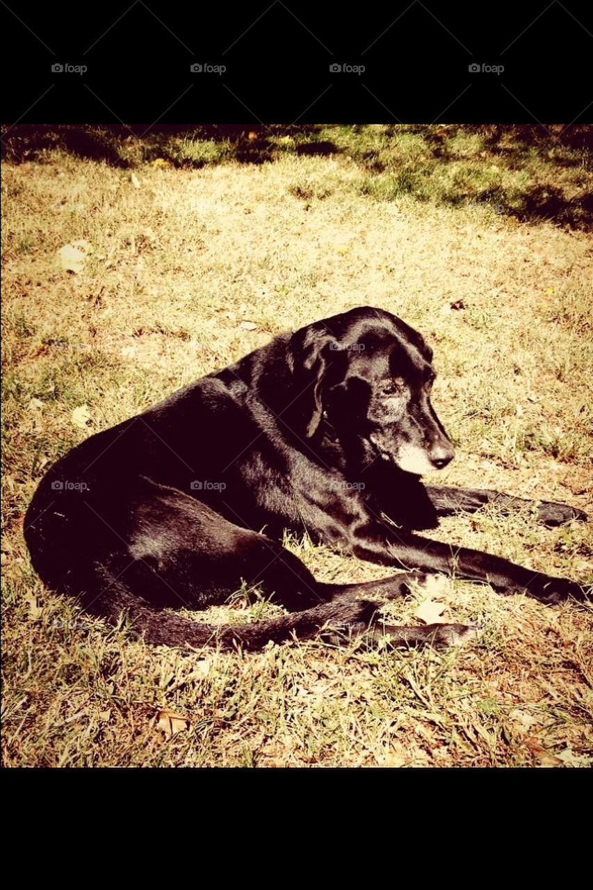Old pup enjoying the sun