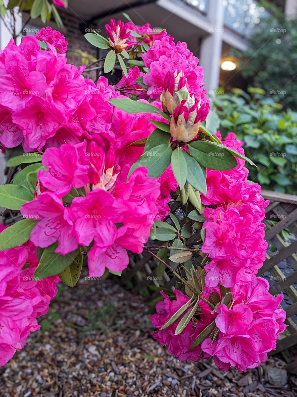 rhododendron