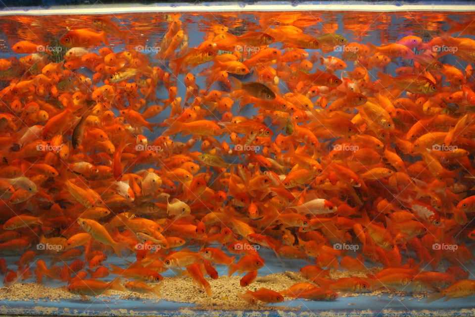 Goldfish tank in pet store