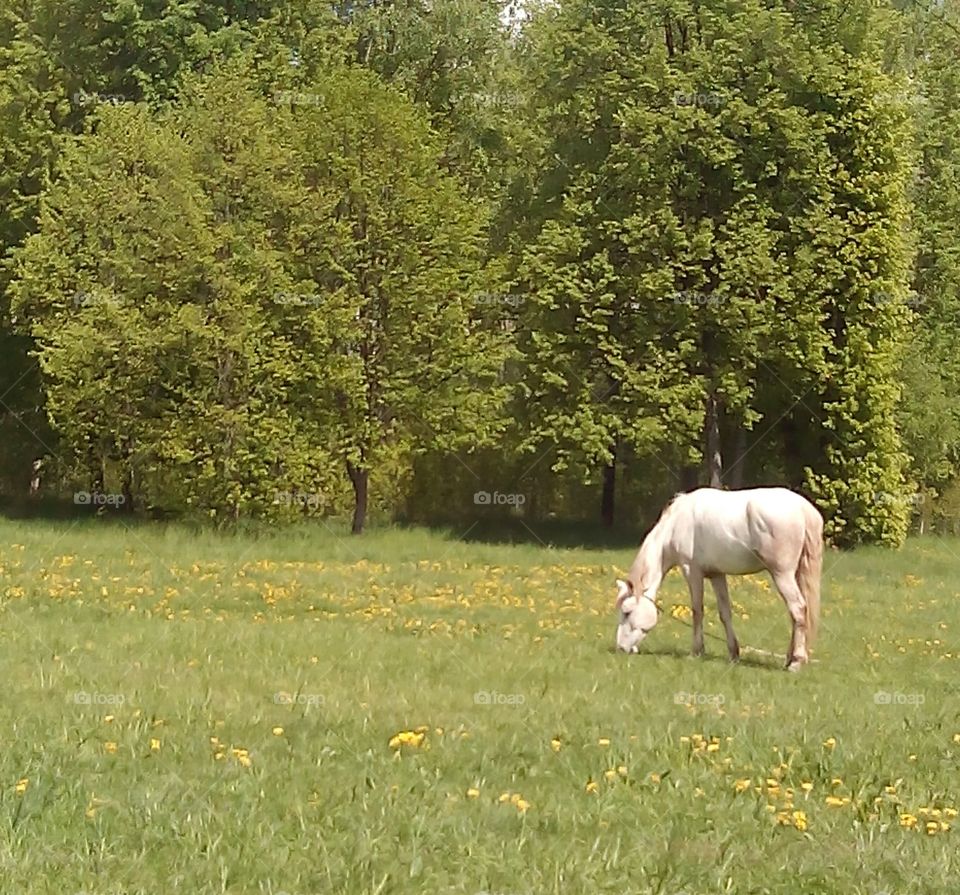 horse on a green park