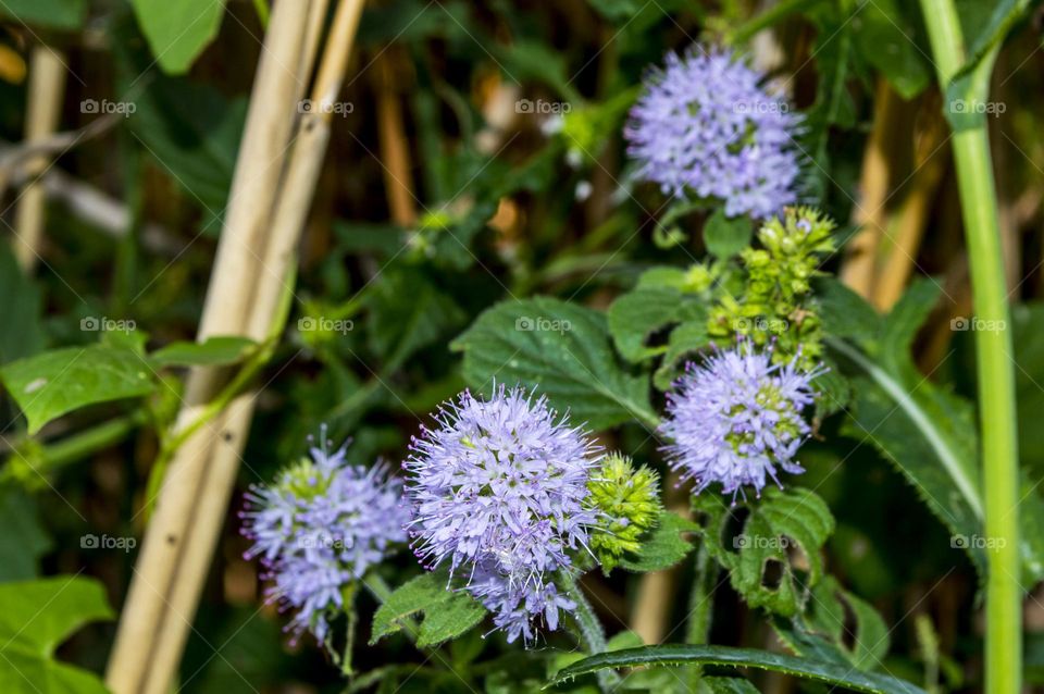 Water mint