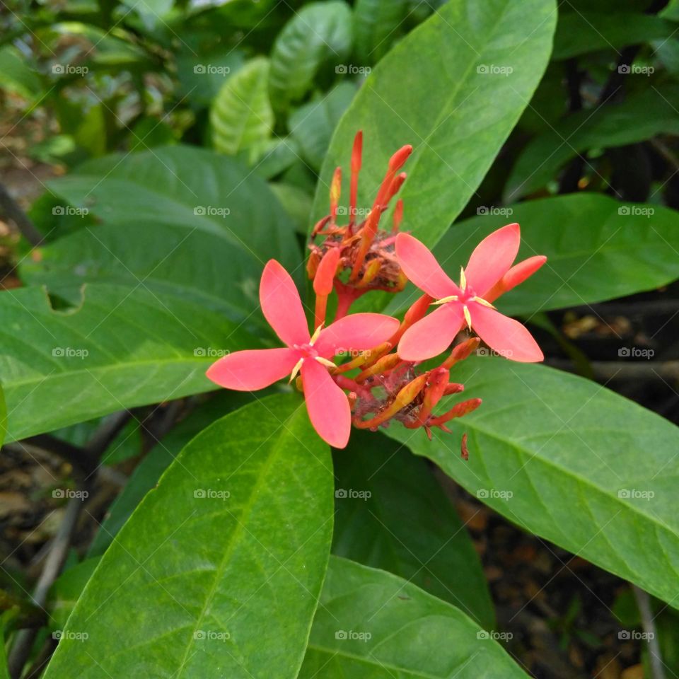 Red flower on the park