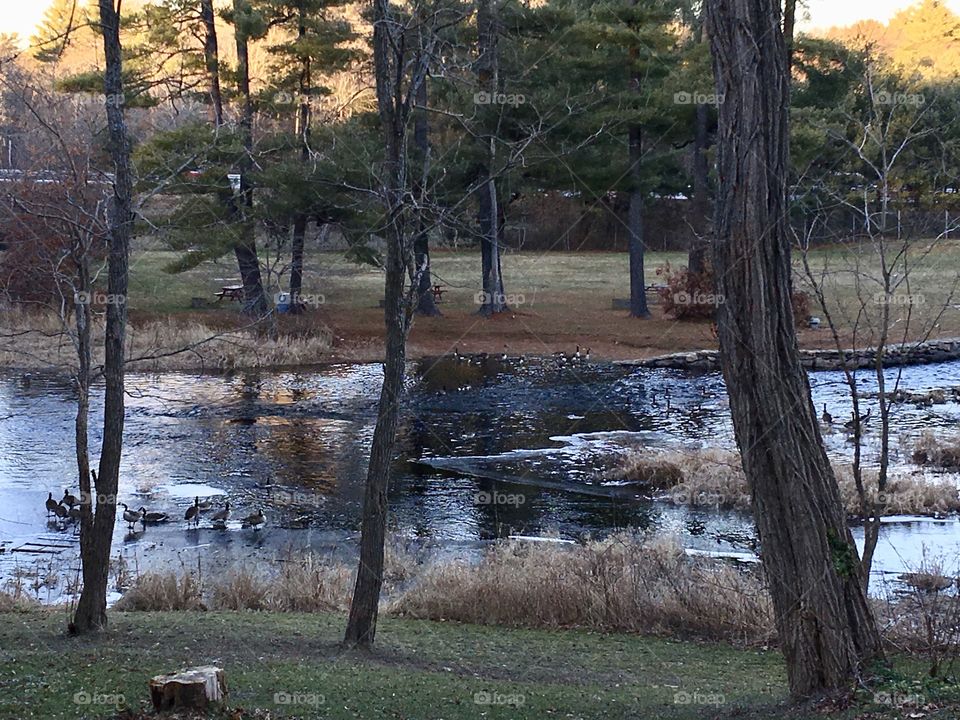 Winter view with ducks, geese in & near water.  Ice at water edge. Evening light. Trees & woodland around river area.