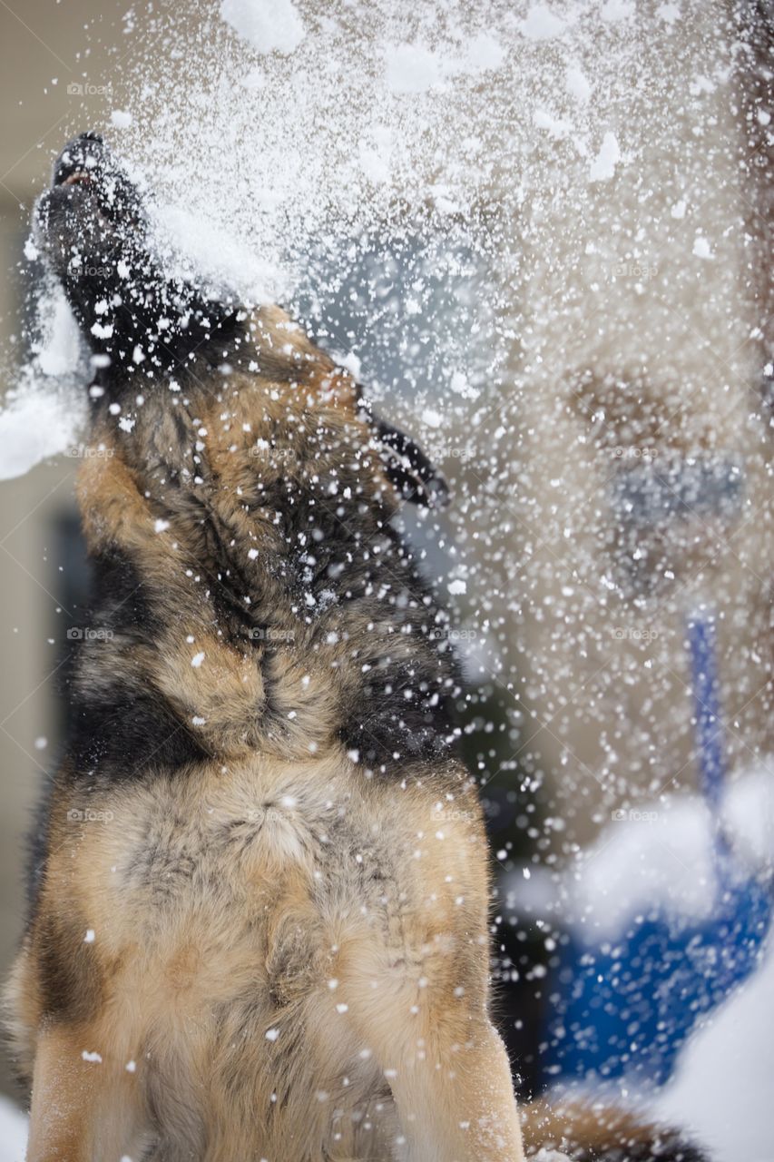 Playing with the snow