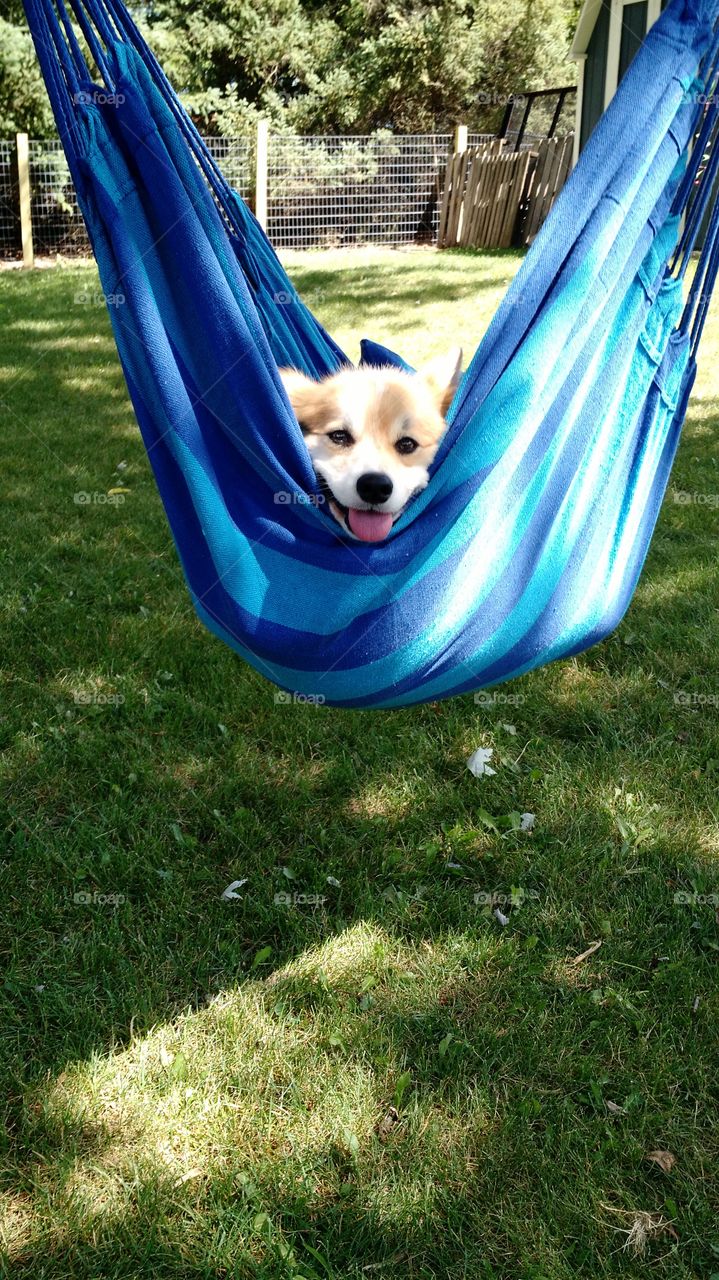 corgi in a swing