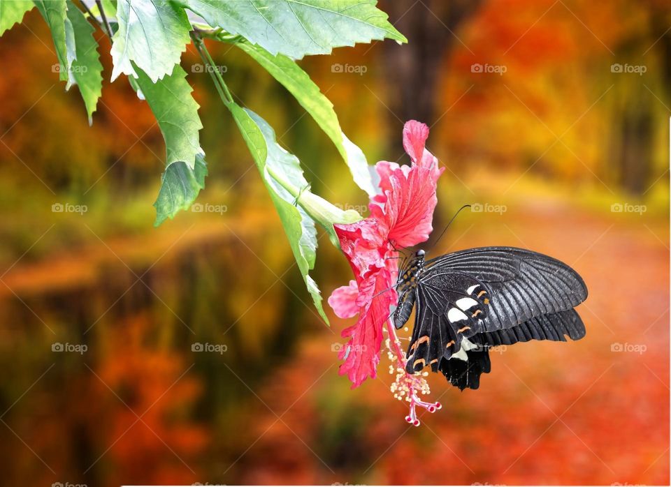 Beautiful and cute butterfly