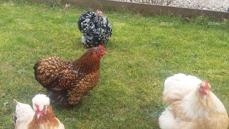 group of chickens outside