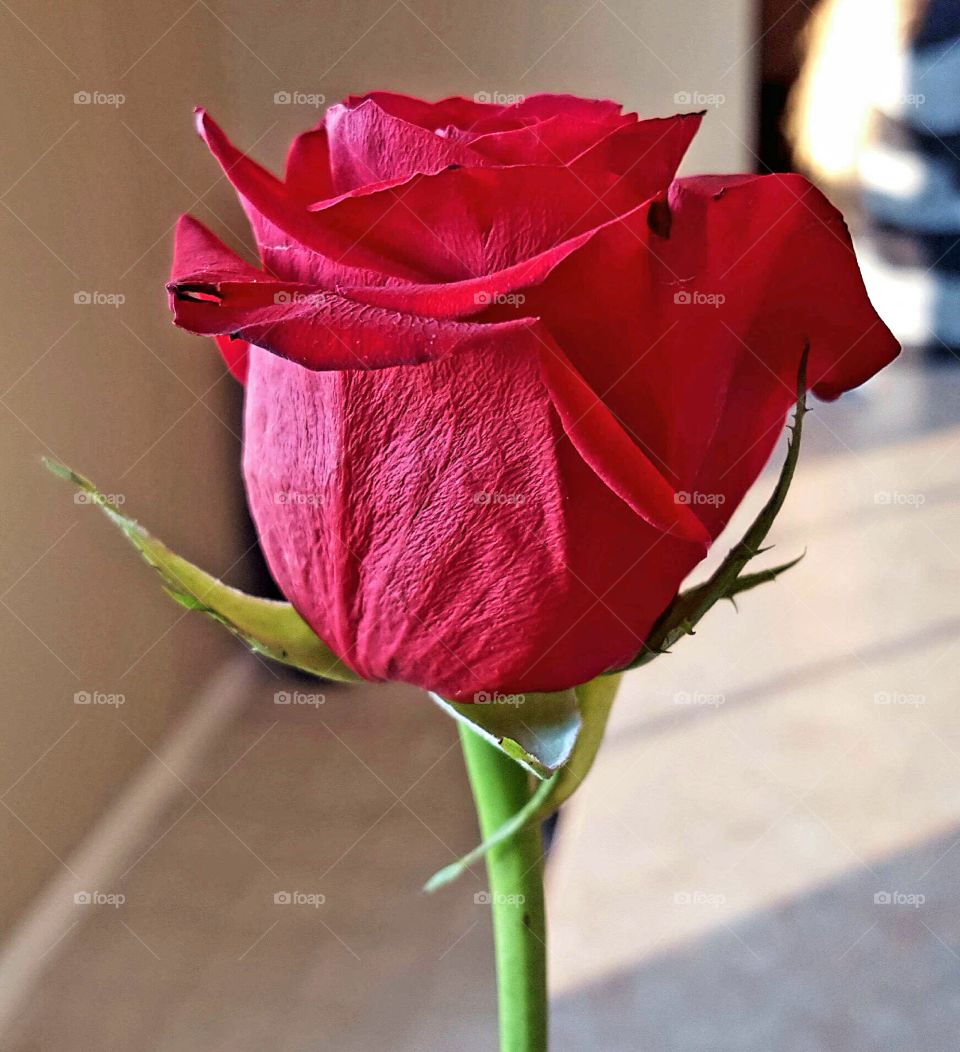 A rose.