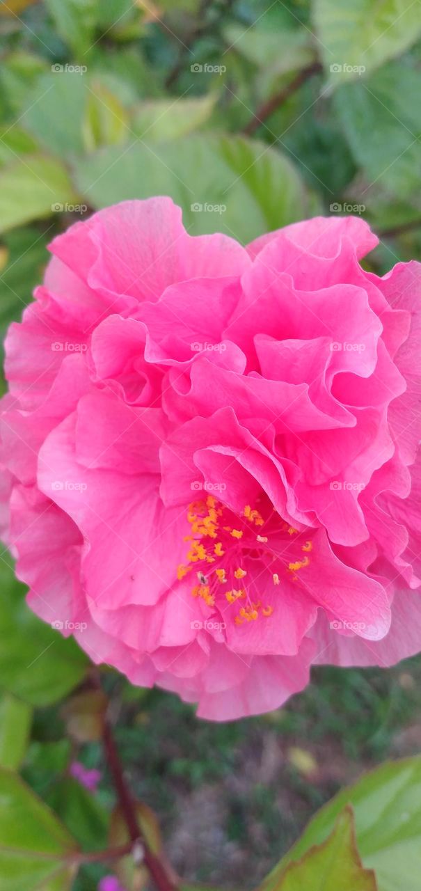 pink fucia hibiscus flower

￼