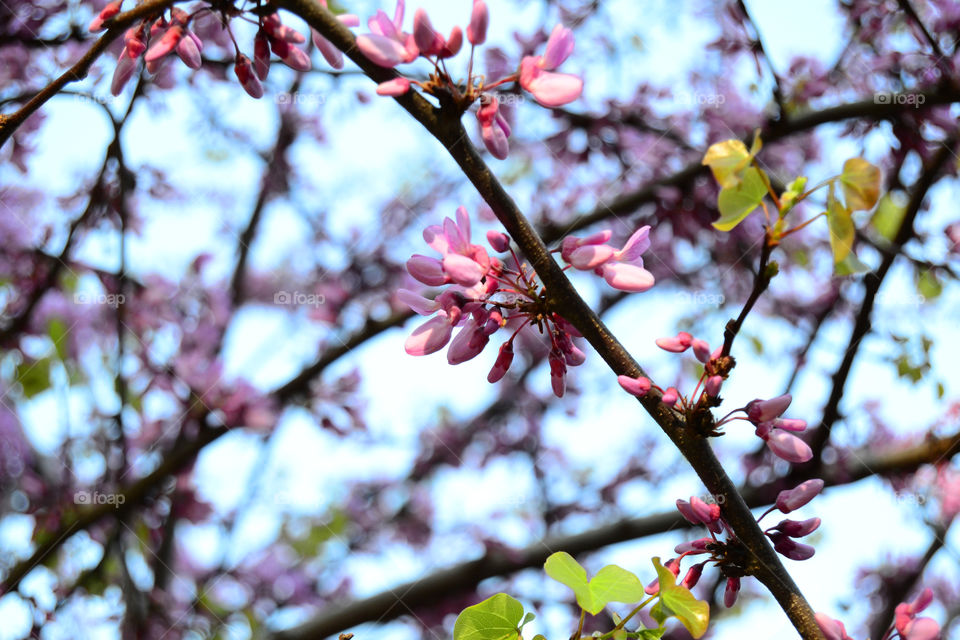Pink flowers on tree