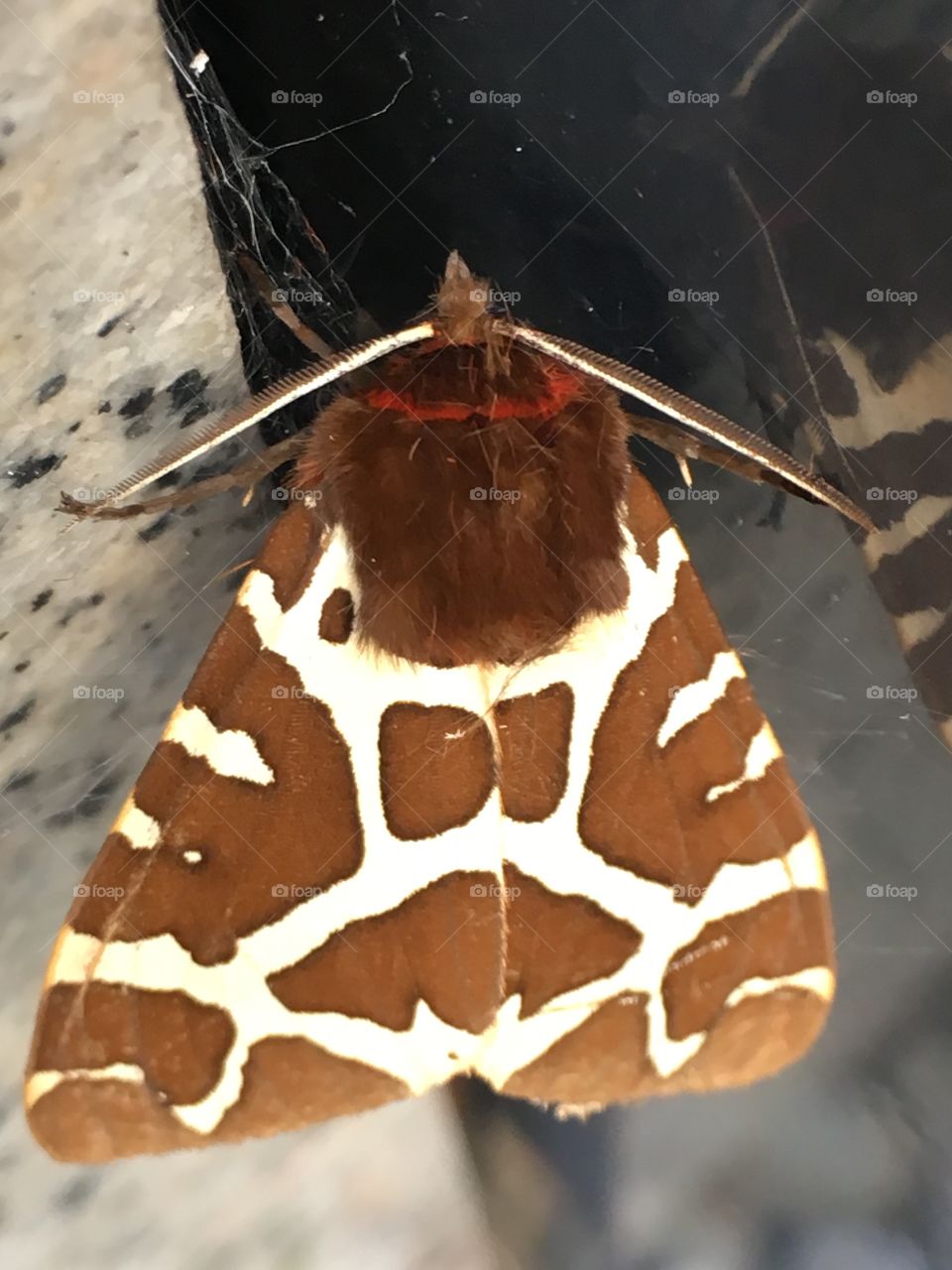 Moth 