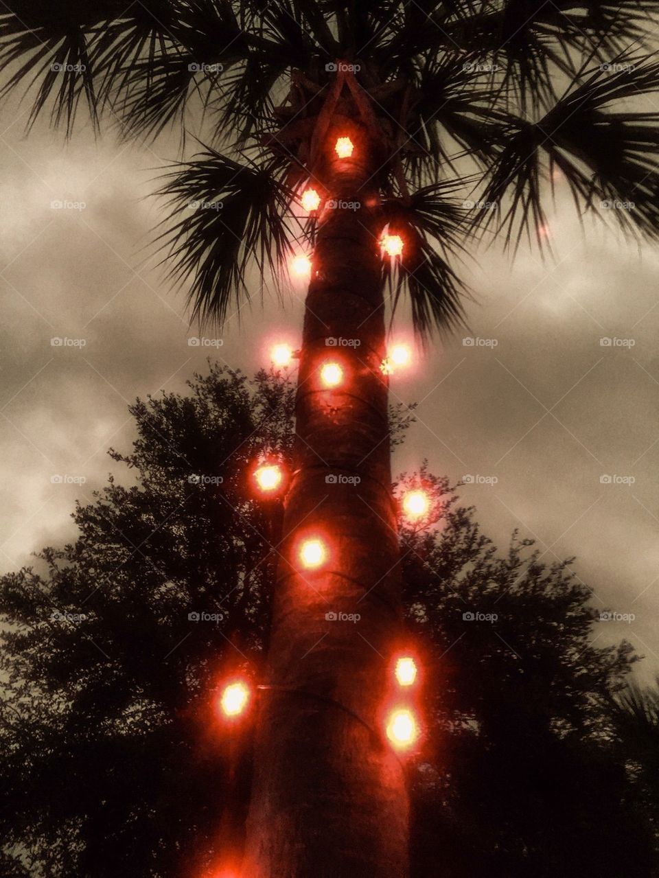 Carmine Palm Christmas Tree 