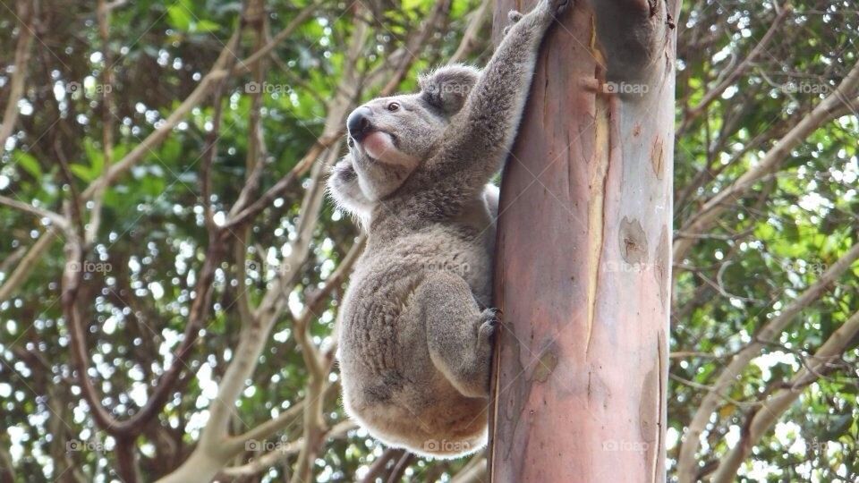 Koala Australia