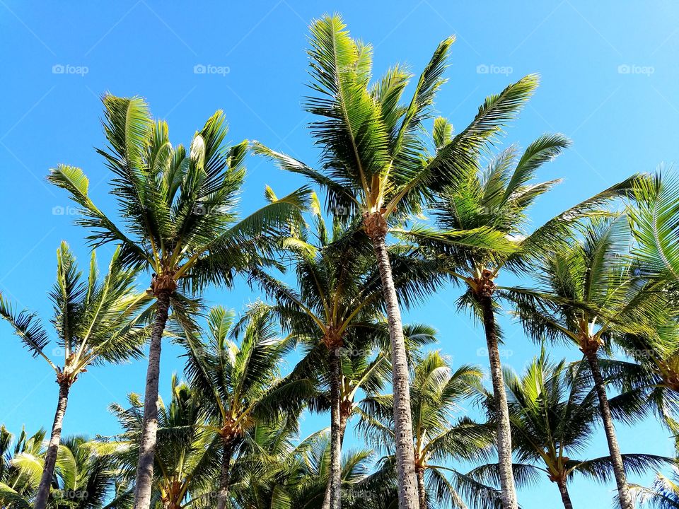 Palm trees against blue sky