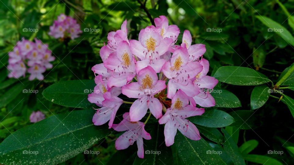 The  Rhododendrons of the Mountains