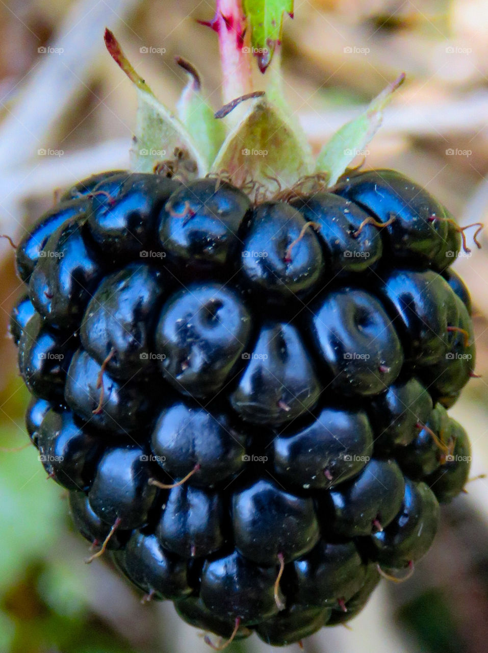 Blackberry