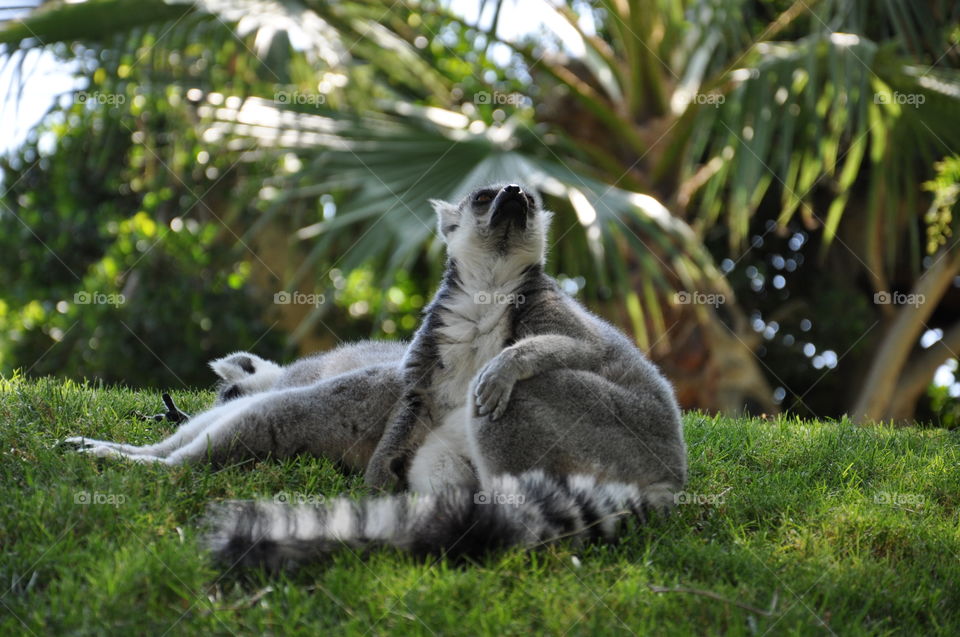 Lemurs 