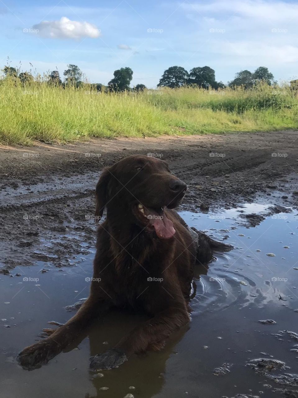Flatcoat retriever taking a wallow down in the muddies of puddles . Blue sky and grass 