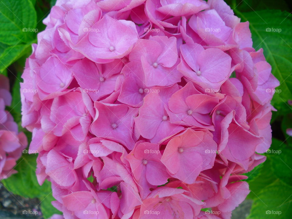 Flower, Nature, Flora, Leaf, Garden