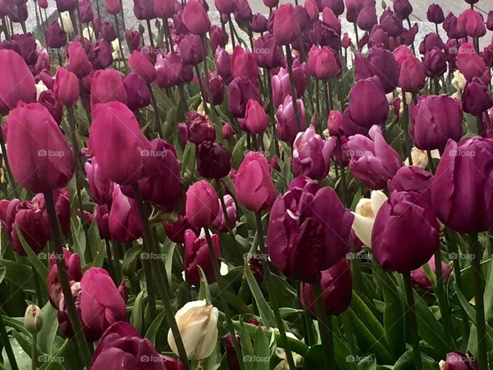 Burgundy tulips. 