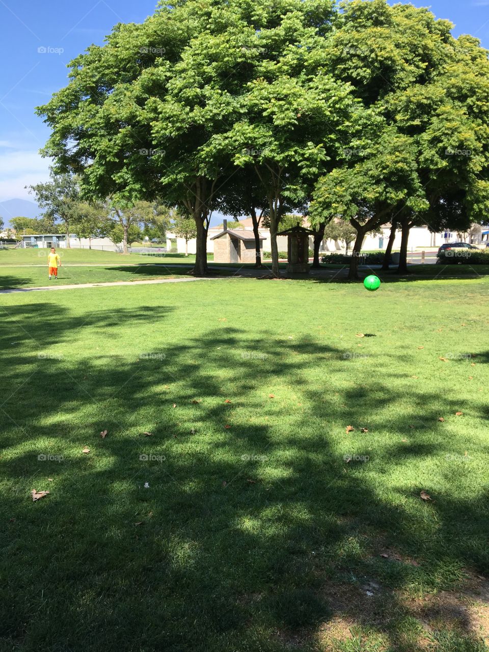 Tree, Grass, No Person, Landscape, Lawn