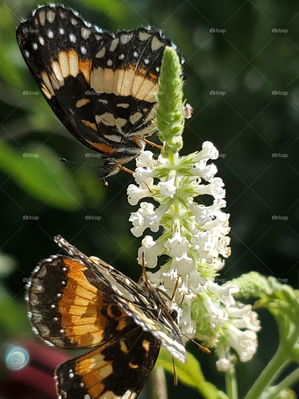 Close up of two border patch butterflies on a sweet almond verbena flower cluster.  Also known as sunflower patch butterflies.  Scientific name Chlosyne lacinia.