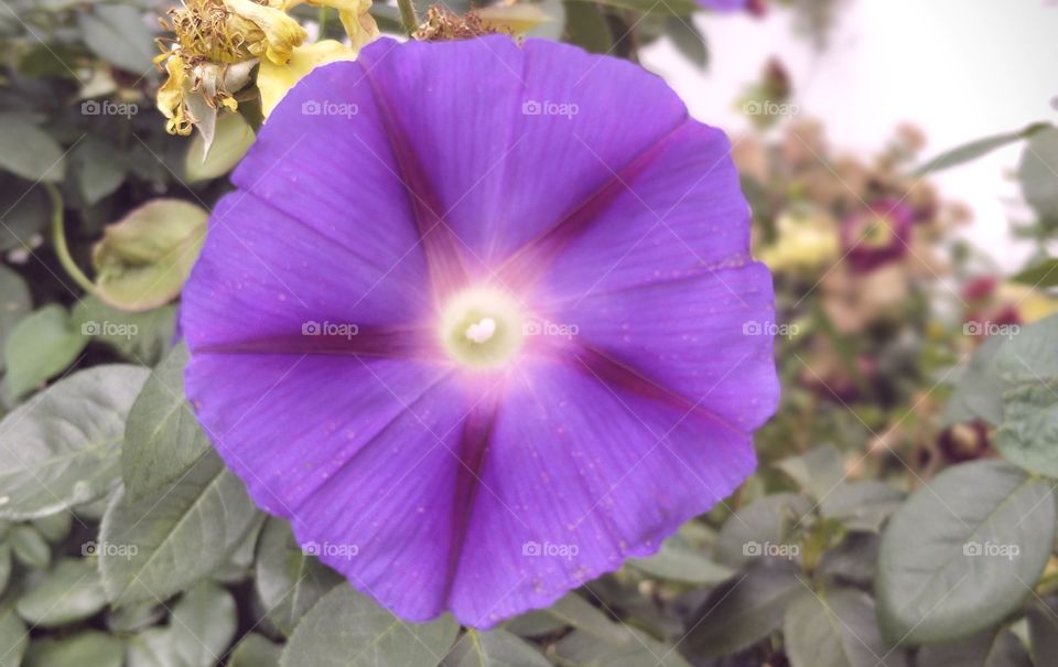 Beautiful Flower Closeup