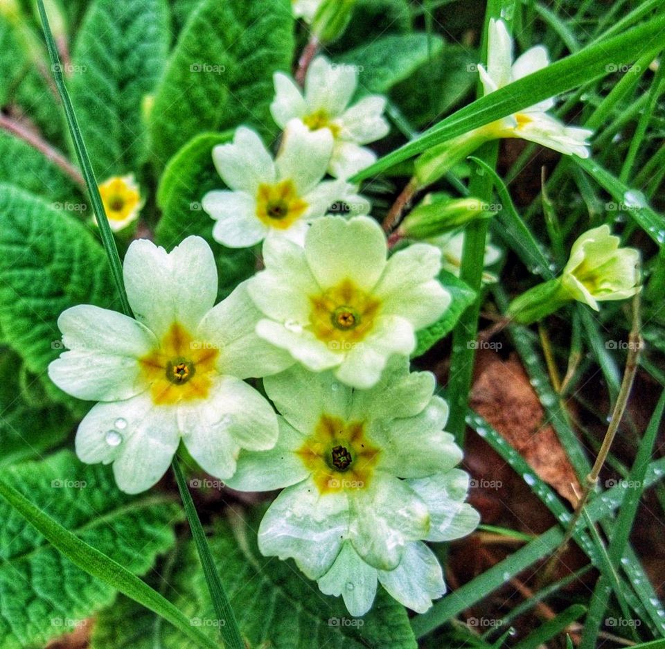 Macro close-up of a cluster of yellow primulas with green leaves and blades of grass dotted with dew drops