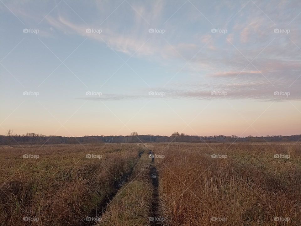 Meadow in the circle of the forest