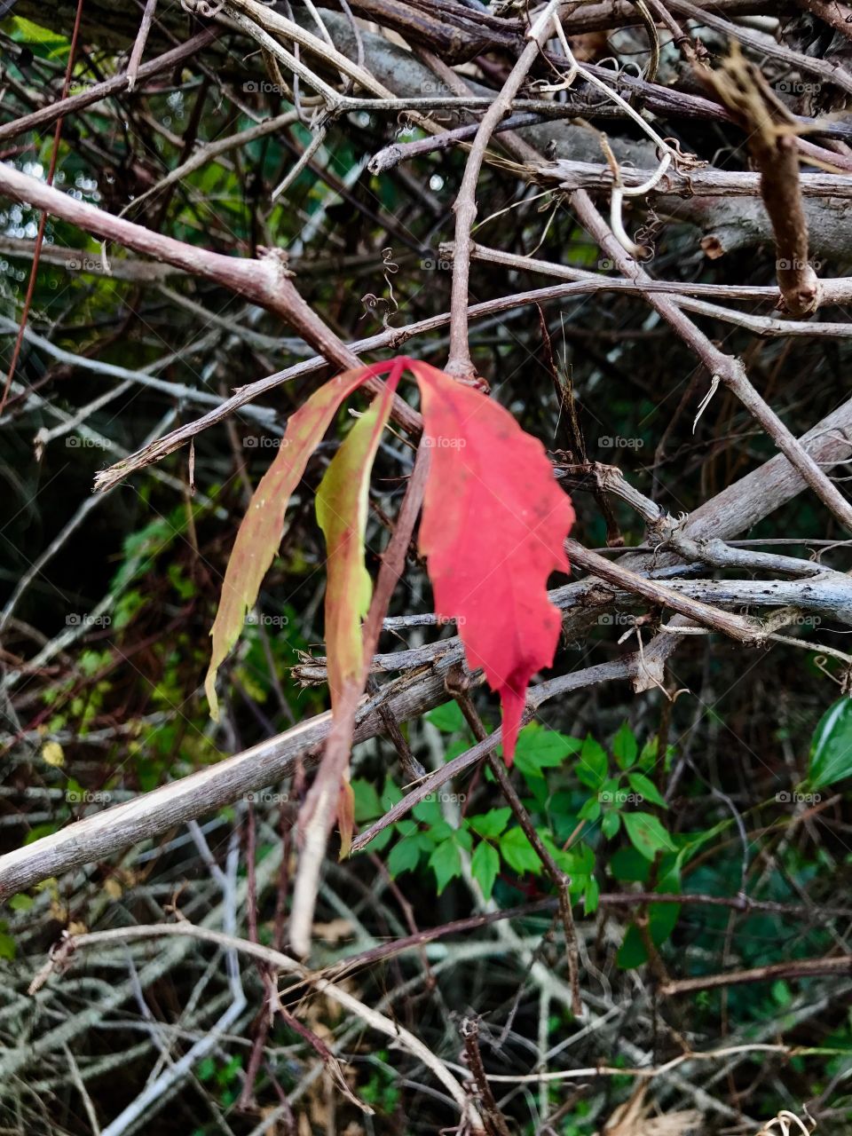 Lonely Red Leaf