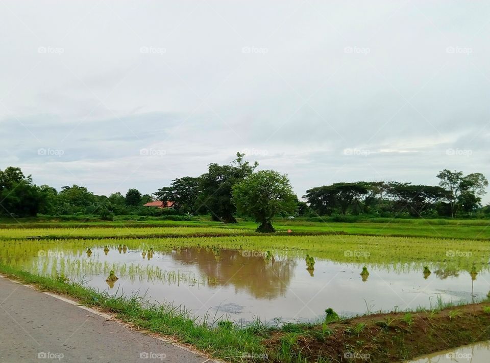 farm rice sky field river