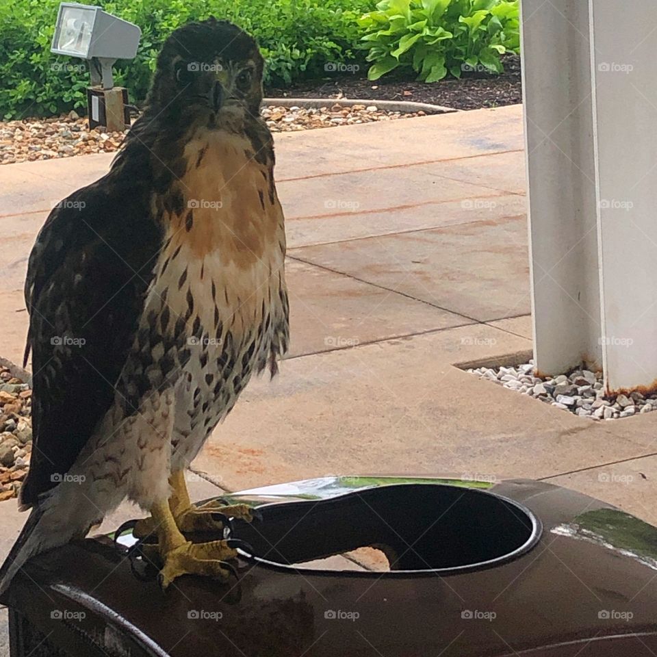 Beautiful female hawk sitting on the trashcan outside of work