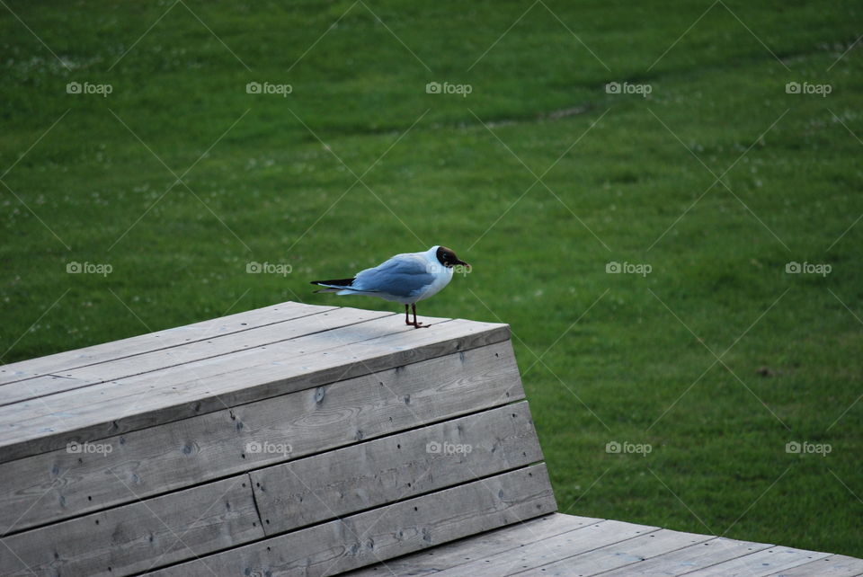 bird in park