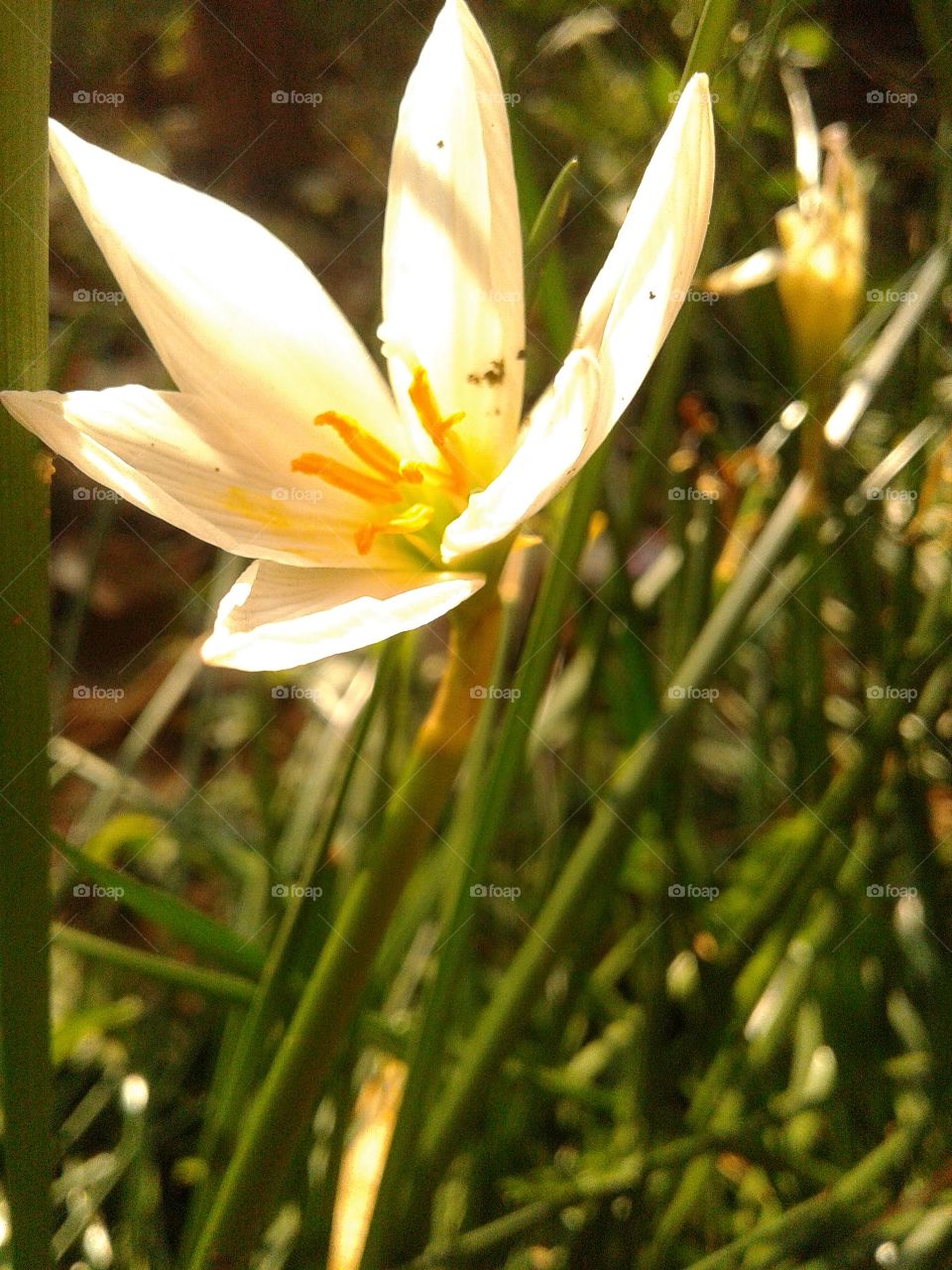 white lily