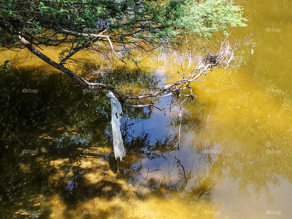 A white torn cloth hangs on a tree branch that towers over a muddy water creek in the woods.  The summer sun illuminates the muddy merky water creating a golden color tone. The tree cast it's shadow on the  muddy merky waters.