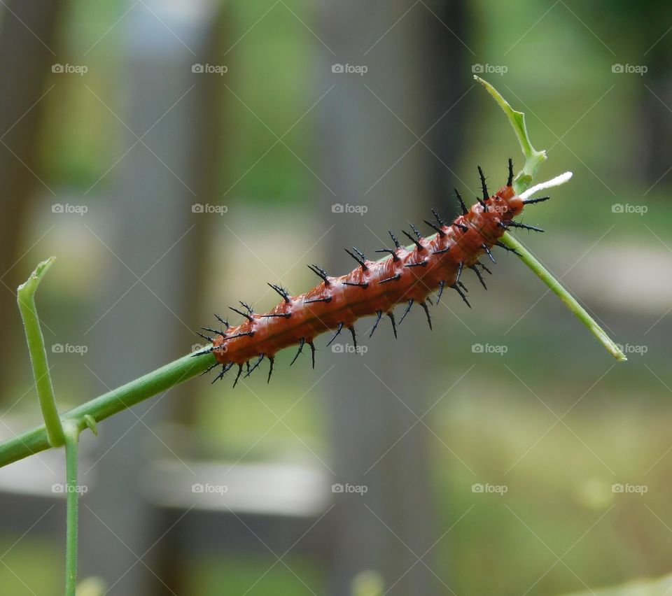 First sign of spring - butterfly caterpillar 