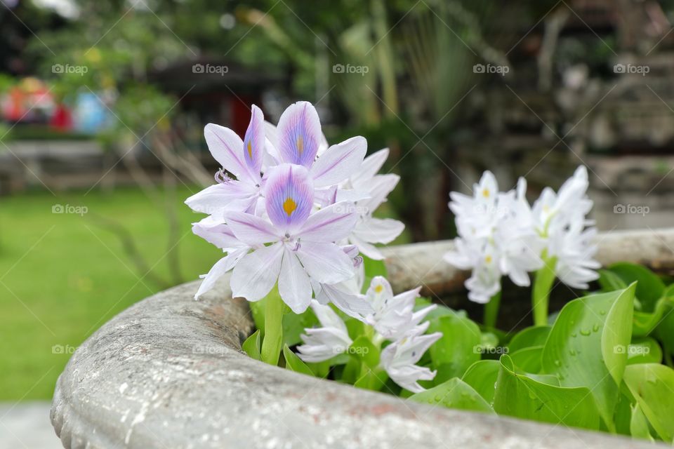 Eichhornia crassipes aka water hyacinth aka enceng gondok