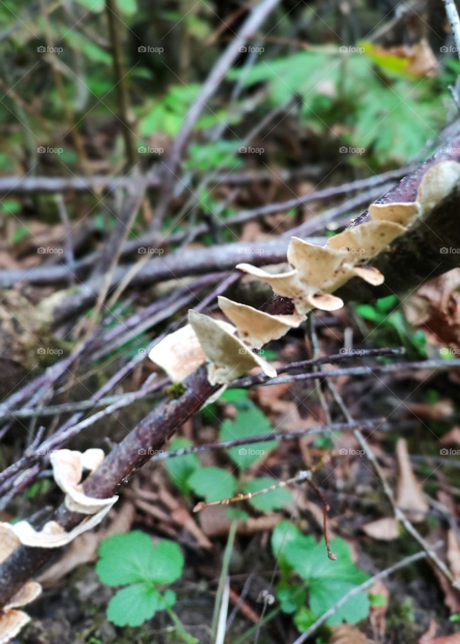 Mystical Mushrooms