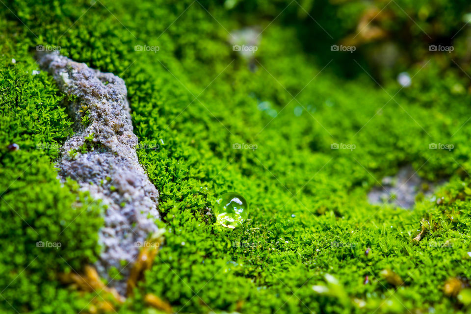 World of moss - a new world unfolds in this macro image of moss growing over rocks with water drop
