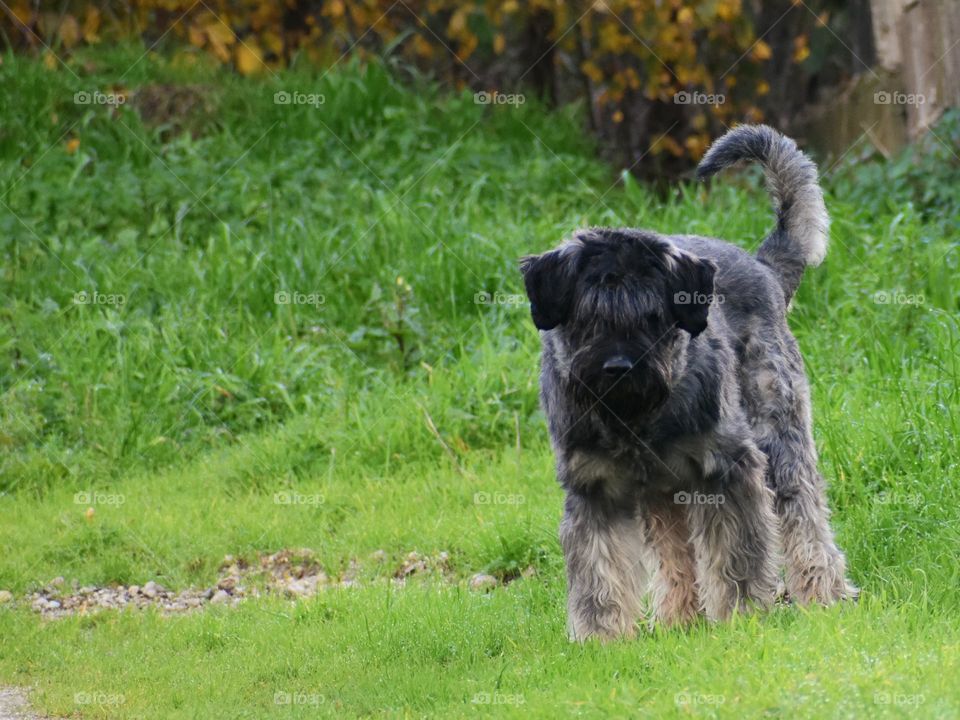 dog in nature