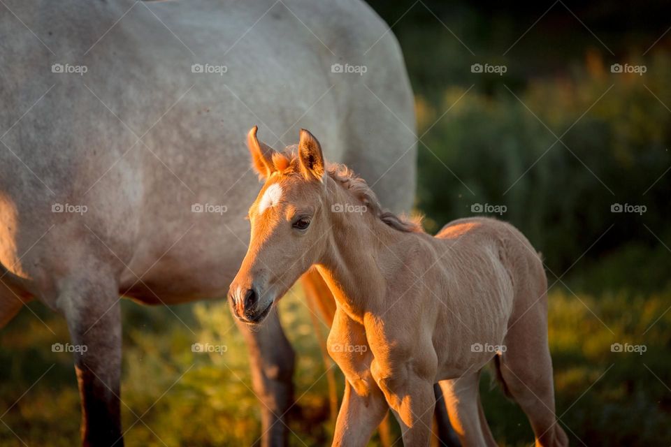 Herd of horses at sunset. Spanish PRE foals