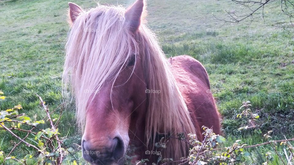 La nobleza de los animales
