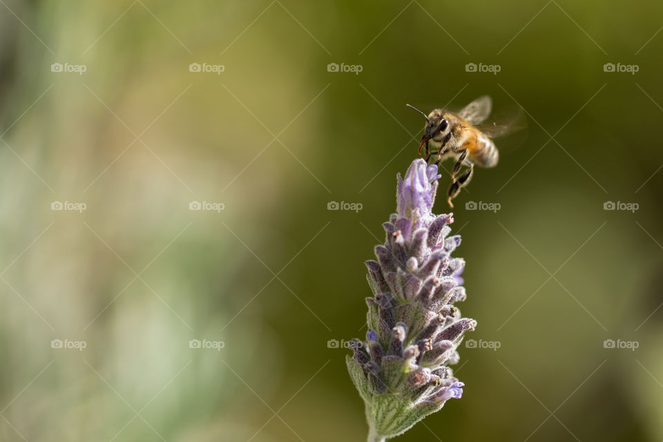 Bee pollinating lavender