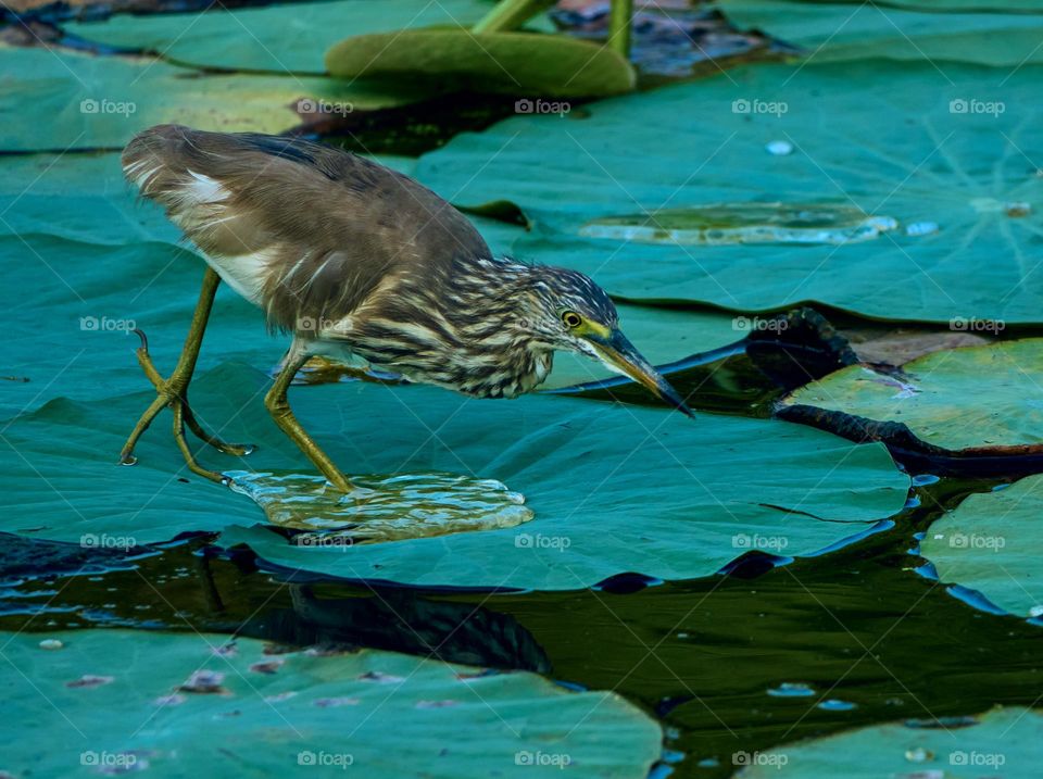 Indian heron  - in action 