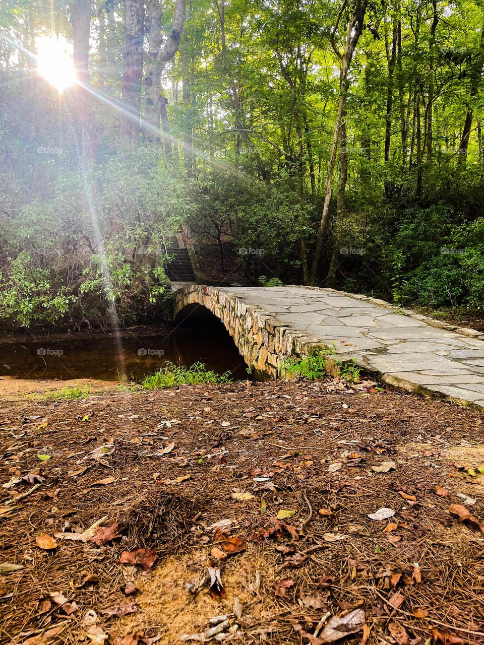 A small bridge is hidden in the forest, the sun peeking through the trees. A beautiful, secret spot 