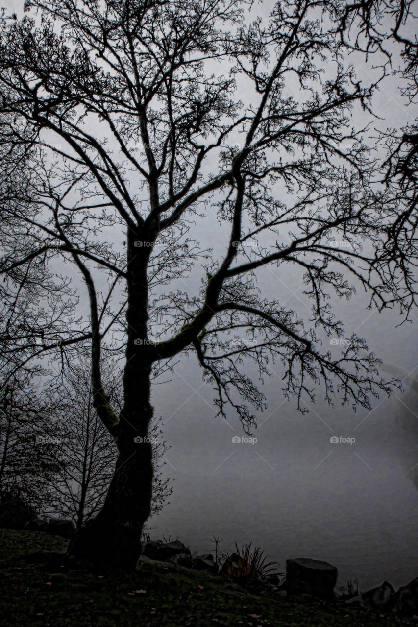 Cold Mist Silhouette 