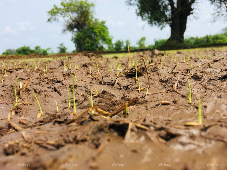 Paddy land 