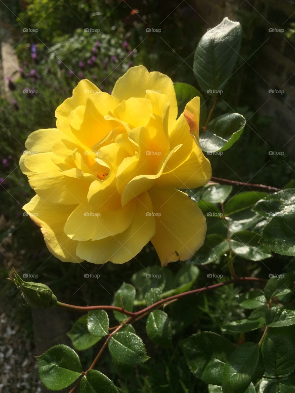 Leaf, Nature, Flora, Flower, Garden