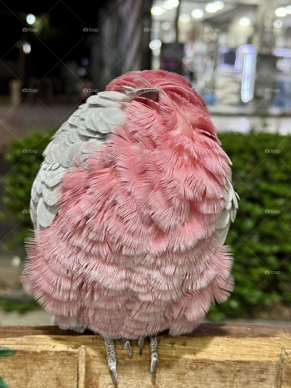 Sleeping pink parrot 