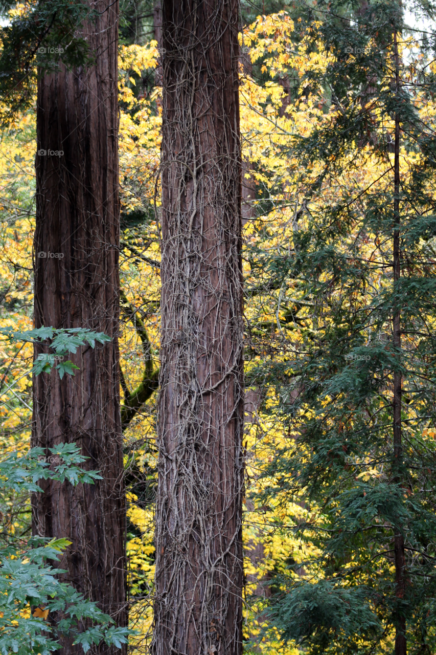 Redwoods against yellow maple 